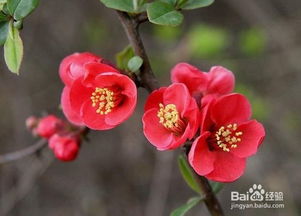 (梦绘卷海棠百度百科)梦绘卷中那些绚丽的海棠花:品味梦幻与现实交融的诗意之美 (梦绘卷海棠百度百科)梦绘卷中那些绚丽的海棠花:品味梦幻与现实交融的诗意之美